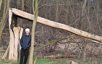 Od kiedy obowiązuje nowa ustawa o wycince drzew?