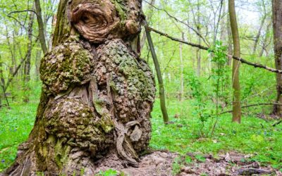 Dlaczego niektórych drzew nie wolno wycinać bez zezwolenia?