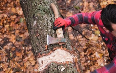 Kiedy potrzebujemy pozwolenia na wycięcie drzewa?